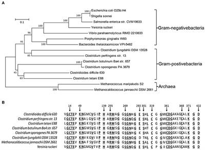 Novel Cysteine Desulfidase CdsB Involved in Releasing Cysteine Repression of Toxin Synthesis in Clostridium difficile